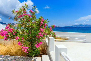 Typical Greek summer flowers and blue sea in background in Pollonia town. Milos, Cyclades Island. Greece