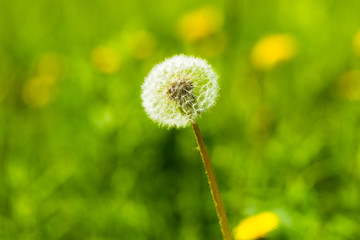 Dandelion against the background of green grass on a sunny summer day