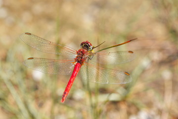 Blutrote Heidelibelle Sympetrum sanguineum