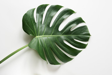 Single leaf of Monstera plant on white background. Close up, isolated with copy space. - obrazy, fototapety, plakaty