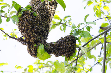 Bee swarm on the apple tree branch. The queen bee. Output swarm of evidence. Expansion of the bee family.