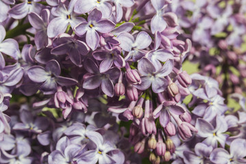 Beautiful Bunch of violet lilac flowers close-up black or green background with some water drops