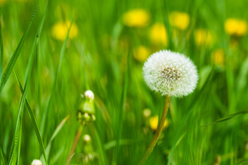Dandelion against the background of green grass on a sunny summer day