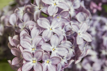 Beautiful Bunch of violet lilac flowers close-up black or green background with some water drops