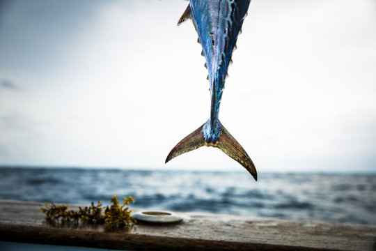 Blue fish tail