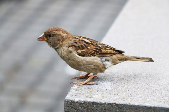 Brown sparrow standing on concrete edge closeup.
