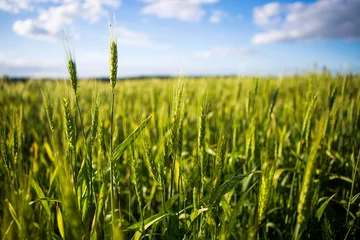 Zelfklevend Fotobehang Platteland Een groen veld met aartjes, brood groeit tegen de blauwe lucht. Landbouw Oekraïne