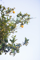 Lemon tree with fruits