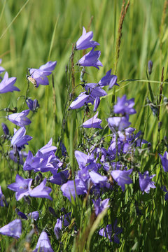 Wiesen-Glockenblume (Campanula patula)