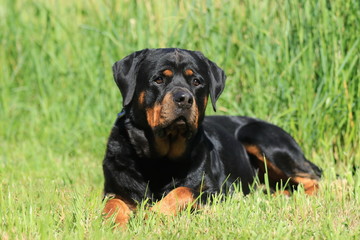 Rottweiler liegt im Rasen