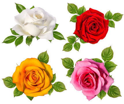 Collection of roses isolated on the white