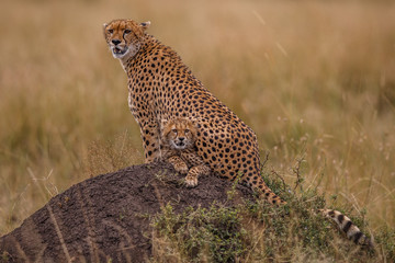CHeetah (Acinonyx jubatus)