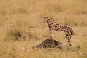CHeetah (Acinonyx jubatus)