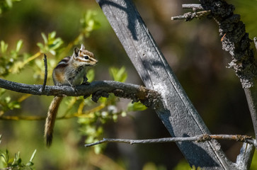 Closeup of a chipmunk sitting on a tree branch with a soft green natural blurred background. Vedauwoo National Park, Wyoming, USA