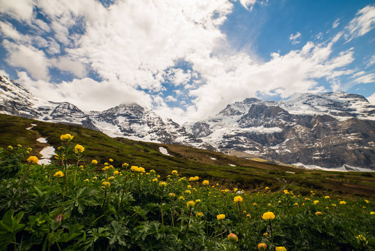 Mountain flower meadow in springtime in the swiss Alps. European landscape, Switzerland 2017