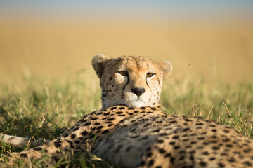 CHeetah (Acinonyx jubatus)