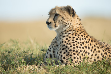 CHeetah (Acinonyx jubatus)