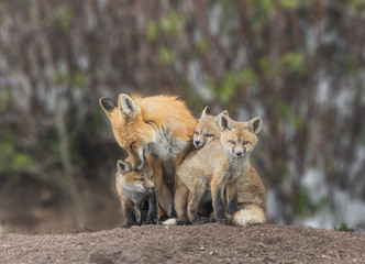 Squeezing In For Attention - A red fox kit squeezes in for some love from Mom.  