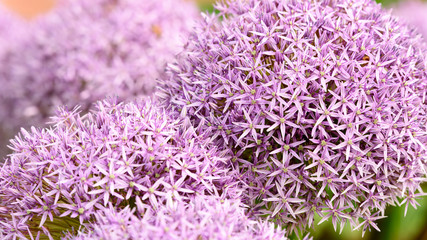 Violetter Riesenzierlich - Allium - Hintergrund