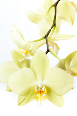 Fototapeta na wymiar High Key - Gelbe Phalaenopsis Orchidee isoliert vor weißem Hintergrund