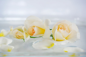 Beautiful cream, white roses and scattered petals on an abstract white background with a soft focus.