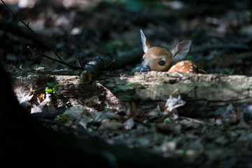 Fawn Deer in a Sunbeam