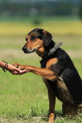 Dobermann-Mischling gibt Pfote