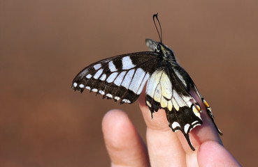 Old World swallowtail Papilio machaon sitting on human fingers.