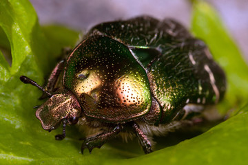Rose chafer macro