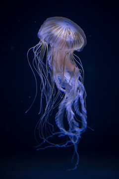 Beautiful illuminated jellyfish Chrysaora Pacifica at aquarium in Berlin

