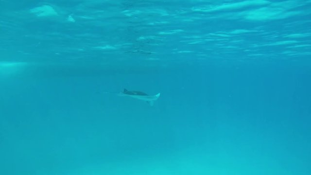 ein gro&szlig;er Manta schwimmt im Ozean