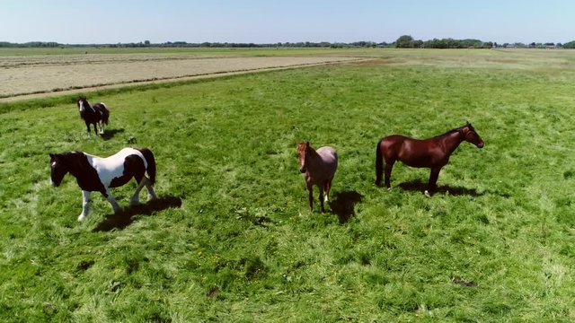 Aerial over pasture fresh green grass field flying near group of horses mixed breed showing draft horses on left and standard breed horses on right walking away blue sky background summer day 4k