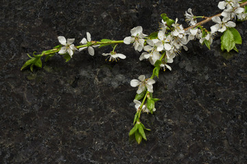 Plum blossom branch on Antique Brown granite countertop
