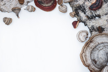 framing forest motifs