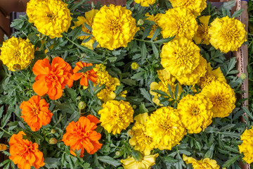 cardboard box with seedlings of yellow and orange marigolds