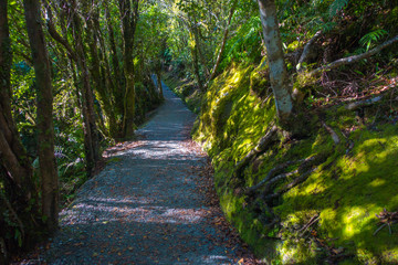A Trail Through A Lush Green Rain Forest. Franz Josef Glacier National Park, New Zealand