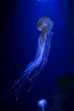Beautiful illuminated jellyfish Chrysaora Pacifica at aquarium in Berlin
