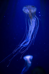 Fototapeta premium Beautiful illuminated jellyfish Chrysaora Pacifica at aquarium in Berlin 