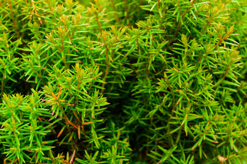 Green leaves texture background