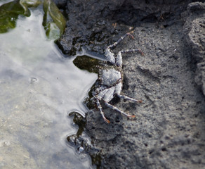 Crabe noir, Guadeloupe
