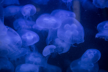 Beautiful illuminated jellyfish Aurelia Labiata at aquarium in Berlin
