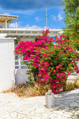 Fototapeta na wymiar Beautiful summer flowers and Greek traditional architecture in Pollonia town. Milos, Cyclades Island, Greece.