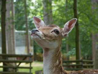 Obraz premium Headshot of a roe dear watching upwards