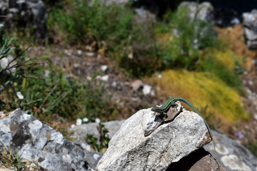 Eidechse auf Felsen