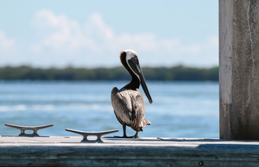 Pelican