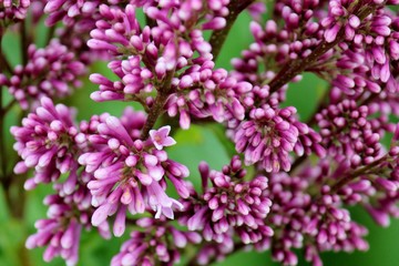 Beautiful lilac flowers, syringa vulgaris