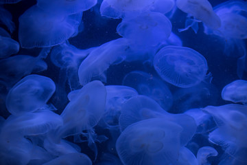 Beautiful illuminated jellyfish Aurelia Labiata at aquarium in Berlin
