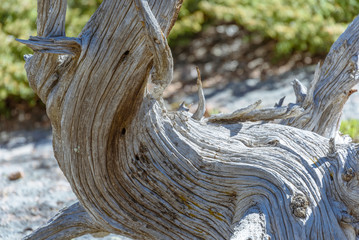 Closeup of the curved crooked distorted old tree in a national park, USA