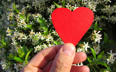 Cuore rosso - amore