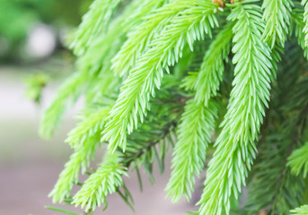 New Spruce branches hang nicely down-to-earth. New Spruce shoots, fresh, soft, pale green color closeup..